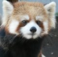 公開中のレッサーパンダ「ココ」ちゃんが大人気! - 円山動物園