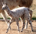 約5年ぶりに誕生したラマの赤ちゃん"ヒョウタ"が人気! - 長崎バイオパーク