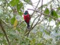 野鳥写真家が同行! バードウォッチングの聖地を巡る「コスタリカ11日間」