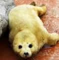 今年2頭目となるゴマフアザラシの赤ちゃんが誕生! - おたる水族館