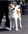 ハチ公でもおなじみ - 国の天然記念物・秋田犬が絶滅の危機!?