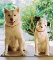 ビクター、ソフトバンク携帯CMでおなじみの人気犬「カイくん」写真展