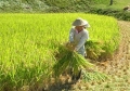 新潟県中越地震から4年 - 復興の希望を灯す日本酒「特別純米酒・山古志」とは