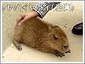 癒されずにはいられない"動物動画" - 犬とかハムスターとかカピバラ……