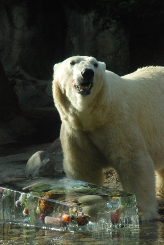 ワコム、キャンペーン受賞イベント -シロクマに200キロの巨大氷を贈呈