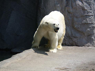 秋の旅行シーズンにおすすめ! 「行ってよかった動物園&水族館ランキング」