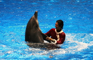 イルカやアシカと楽しむクリスマス! - 品川のエキマエ水族館にてスタート