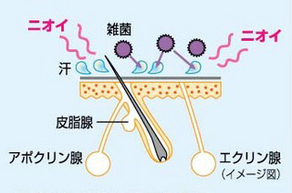 今年は特に気をつけたい…! 汗の基礎知識とニオイ対策まとめ