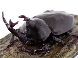 今度は昆虫!クヌギからしみ出た樹液をすするカブトムシ型iPhone 4用カバー