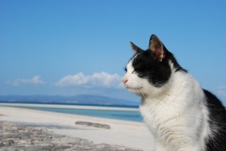 猫に癒され、沖縄島旅・竹富島