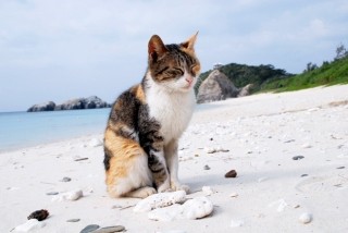 猫に恋して沖縄島旅・渡嘉敷島