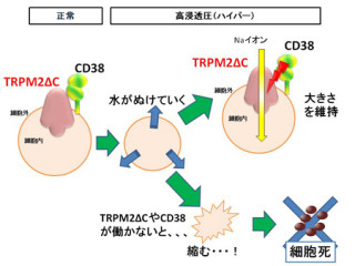 「トリップ」で「ハイパー」を感じて細胞が縮小死を防ぐ - 生理研が発見