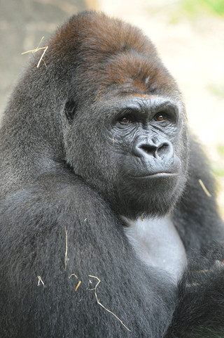 動物を愛する気持ちをことばに 「動物愛護標語」を募集-上野動物園