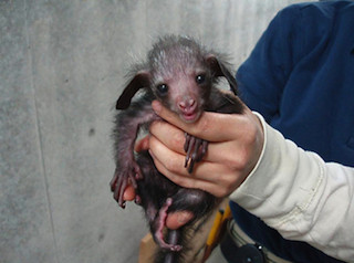 思わず「かわいい～!」　動物の赤ちゃんが次々誕生 -上野動物園