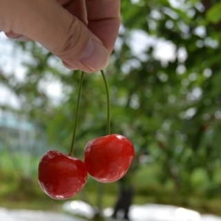 食品の安全は?　放射能の影響は?　福島の「今」を体験しよう