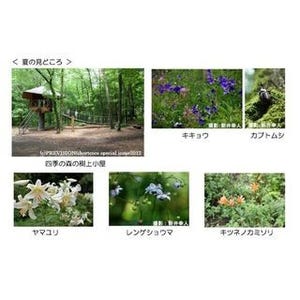 夏の花々が彩るセゾンガーデン・四季の森を13日より開園 - クレディセゾン