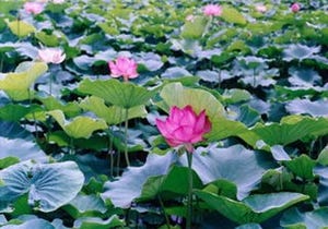 岐阜県で大賀ハス祭り開催中