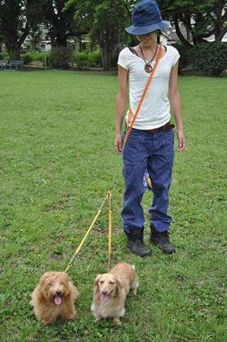 手ぶらでお散歩、カラフルな愛犬グッズで目立っちゃおう!