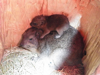 那須どうぶつ王国でケープハイラックスのかわいい赤ちゃんが誕生!