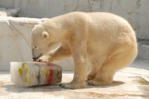 ホッキョクグマに、つめた～い氷のプレゼント! -名古屋・東山動植物園