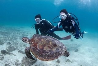 鹿児島県奄美大島、喜界島、徳之島などで「あまみシマ博覧会」開催中!