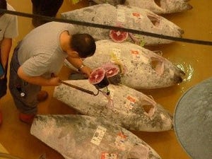 神奈川の三崎漁港の仲買人に聞いた、マグロの一番おいしい食べ方とは?