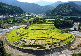 和歌山県の有田川町で名勝あらぎ島をめぐる「棚田ウォークinあらぎ島」開催