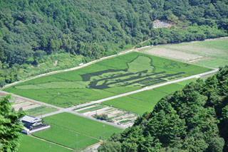 兵庫県姫路市の水田に稲で描いた巨大な姫路城が出現～ひめじ田宴アート