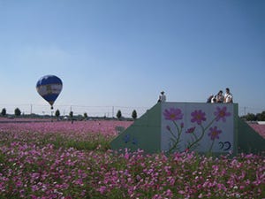 10月14日、コスモスの名所、埼玉県羽生市で「コスモスフェスティバル」開催