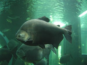 栃木県大田原市・なかがわ水遊園でアマゾンの魚「コロソマ」の試食会