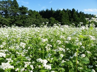 長野県茅野は信州一のそばの里。そば通もうなる八ヶ岳西麓の新そばはいかが