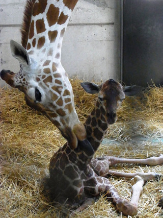 神奈川県・金沢動物園でアメミキリンの赤ちゃん誕生!