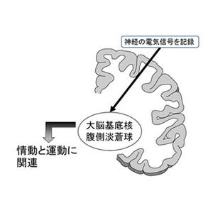 やる気を引き出すためには、報酬の量が多い方が良い!?  - 生理研などが確認