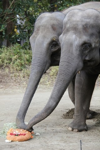 神奈川県・よこはま動物園ズーラシアで、インドゾウにケーキをプレゼント!