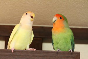 東京都練馬区にある珍しい「インコカフェ」に行ってきた