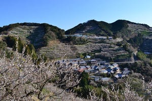 和歌山県田辺市「紀州田辺梅林」、2013年は2月1日から3月3日まで開園