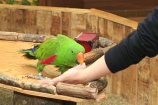 栃木県・那須どうぶつ王国で、「インコのおみくじ占い」が話題に