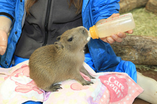 栃木県、那須どうぶつ王国でカピバラの赤ちゃんの展示がスタート