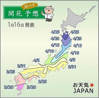 2013年の桜の開花予想発表!　今年の開花は少し遅め。東京は3月28日と予想