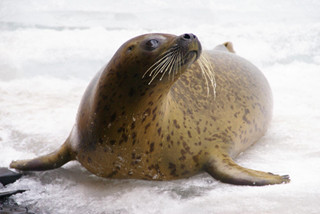 兵庫県・須磨海浜水族館のゴマフアザラシが「六甲山氷の祭典」に特別参加