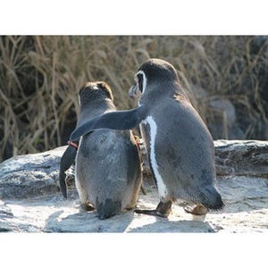 東京都・葛西臨海水族園でペンギンや魚の"恋の駆け引き"を知る限定ツアー