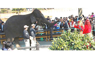 宮崎県・宮崎市フェニックス自然動物園で、ゾウと一緒に豆まき!