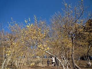 秩父鉄道、臨時お花見列車「EL長瀞宝登山ロウバイ号」を運転