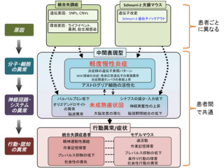 統合失調症は脳の慢性炎症が要因の1つの可能性がある - 生理研など