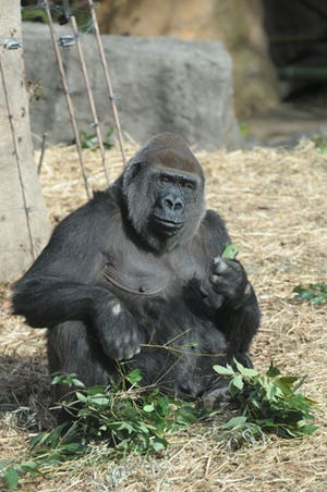 東京都・上野動物園のニシローランドゴリラが妊娠。出産は5月頃の予定