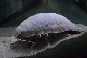 絶食4年! 鳥羽水族館の"ダイオウグソクムシ"の謎