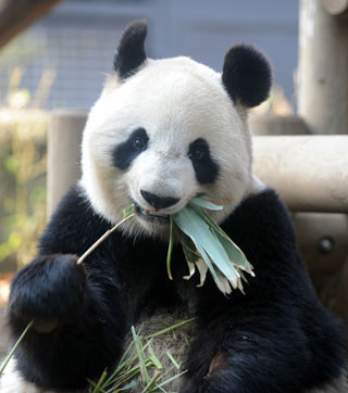 東京都・上野動物園のジャイアントパンダ・シンシンに発情兆候。展示中止へ