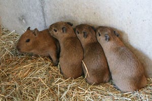 茨城県・日立市かみね動物園で、県内初となるカピバラの赤ちゃんが誕生