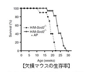 「りんごポリフェノール」に老化抑制作用があることが判明