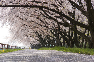 69%が花見へのアベノミクス効果「感じない」。花見予算も69%が3,000円未満